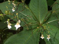 Image of Impatiens radiata Hook. fil.