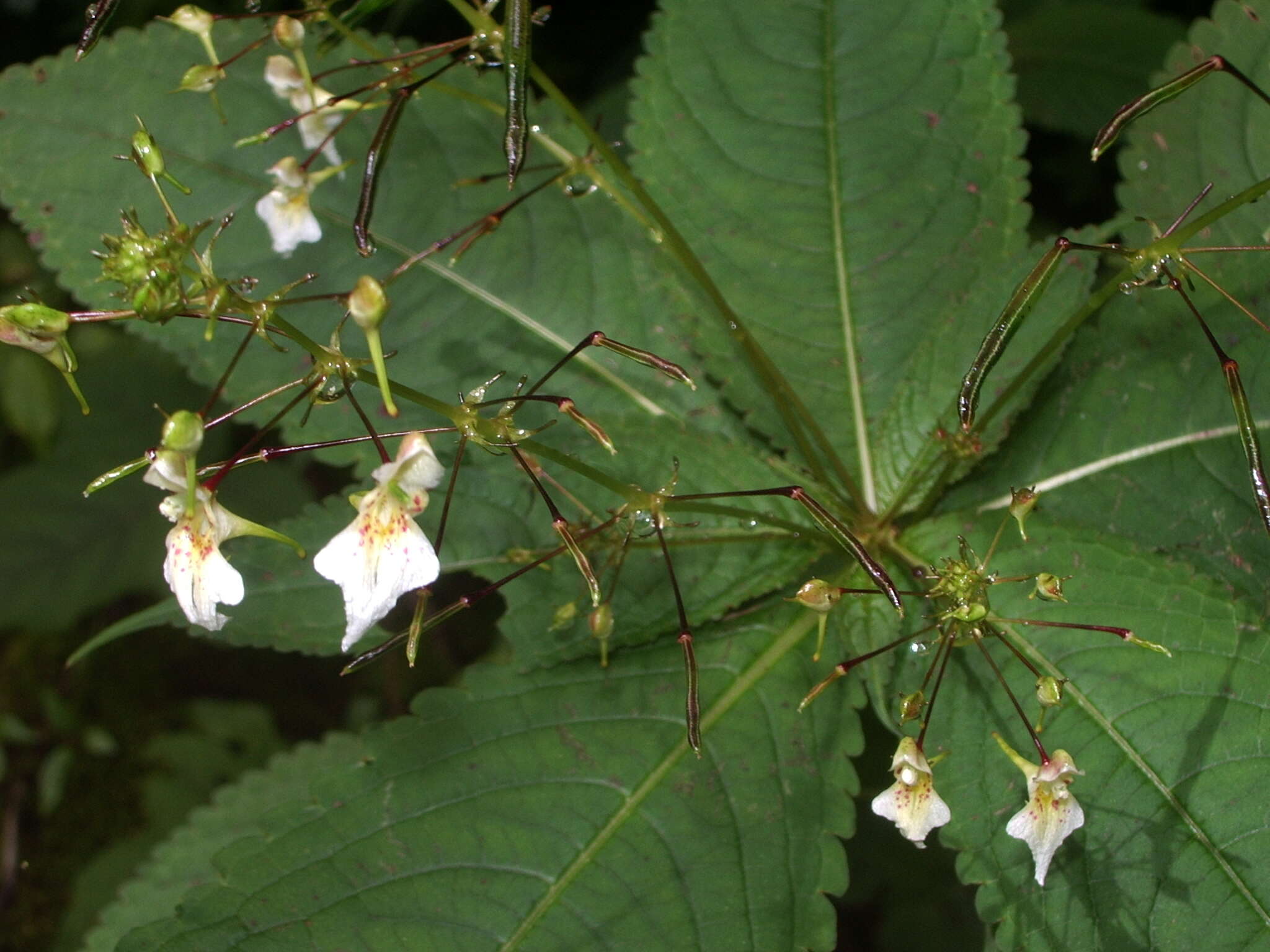 Image of Impatiens radiata Hook. fil.