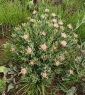 Image of Protea heckmanniana subsp. heckmanniana