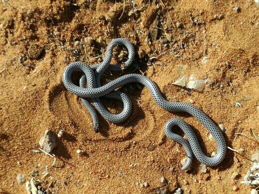 Image of Slender Thread Snake