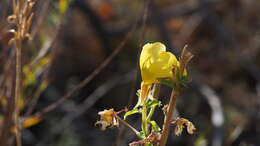 Imagem de Oenothera elata subsp. hirsutissima (A. Gray ex S. Wats.) W. Dietrich