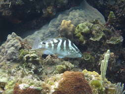 Image of Nassau Grouper