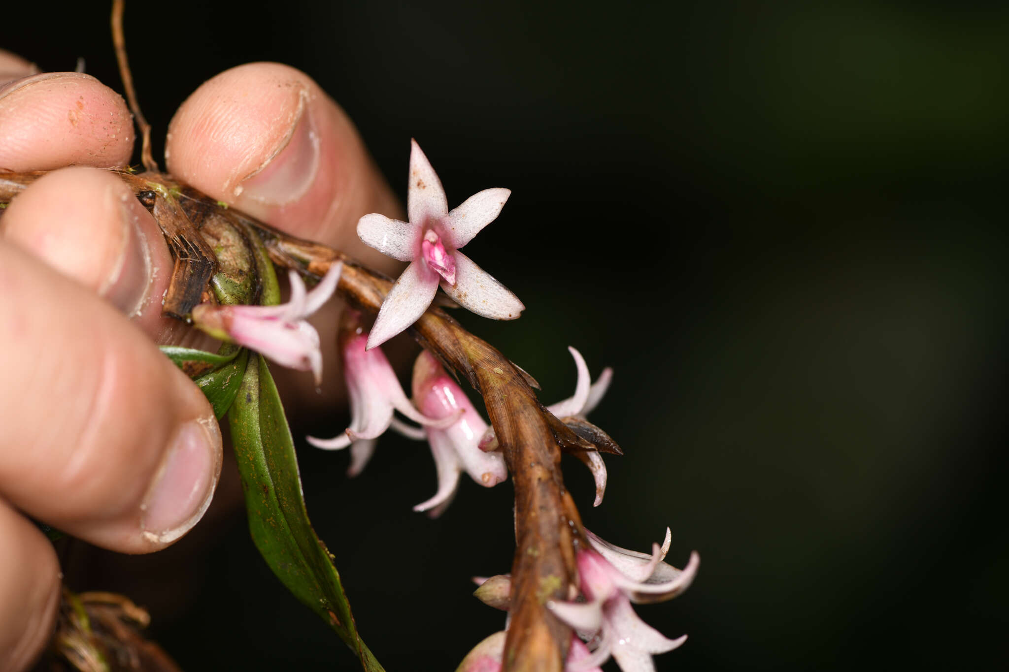 Image of Maxillaria schlechteriana J. T. Atwood