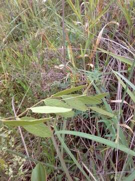 Image de Distimake maragniensis (Choisy) Petrongari & Sim.-Bianch.