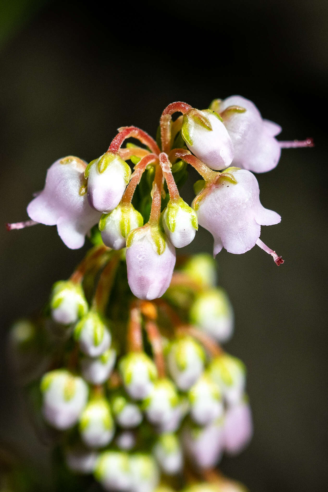 Image of Erica curvirostris var. curvirostris