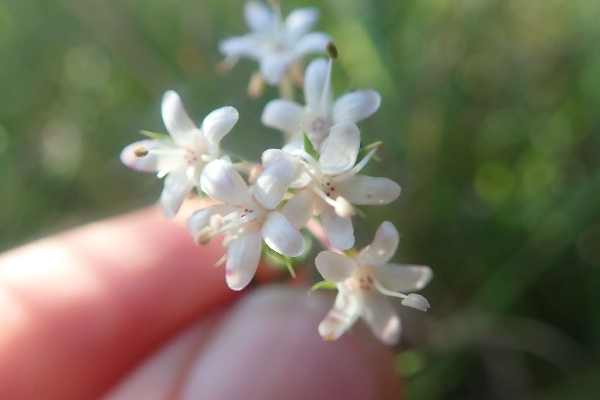 Image of Agathosma acutissima Dümmer