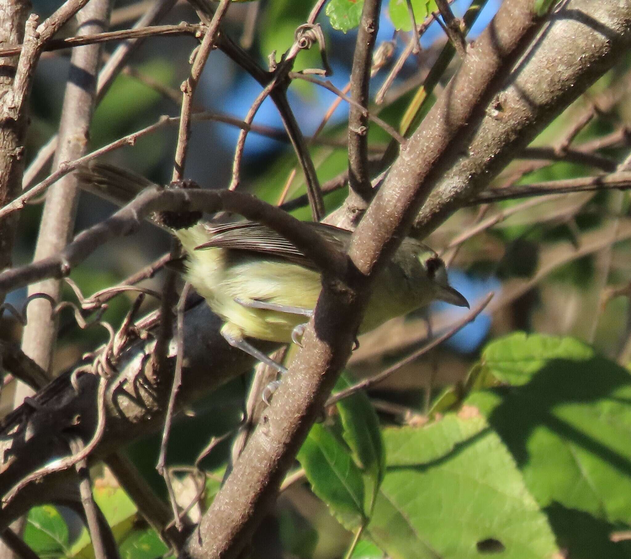 Image of Cuban Vireo