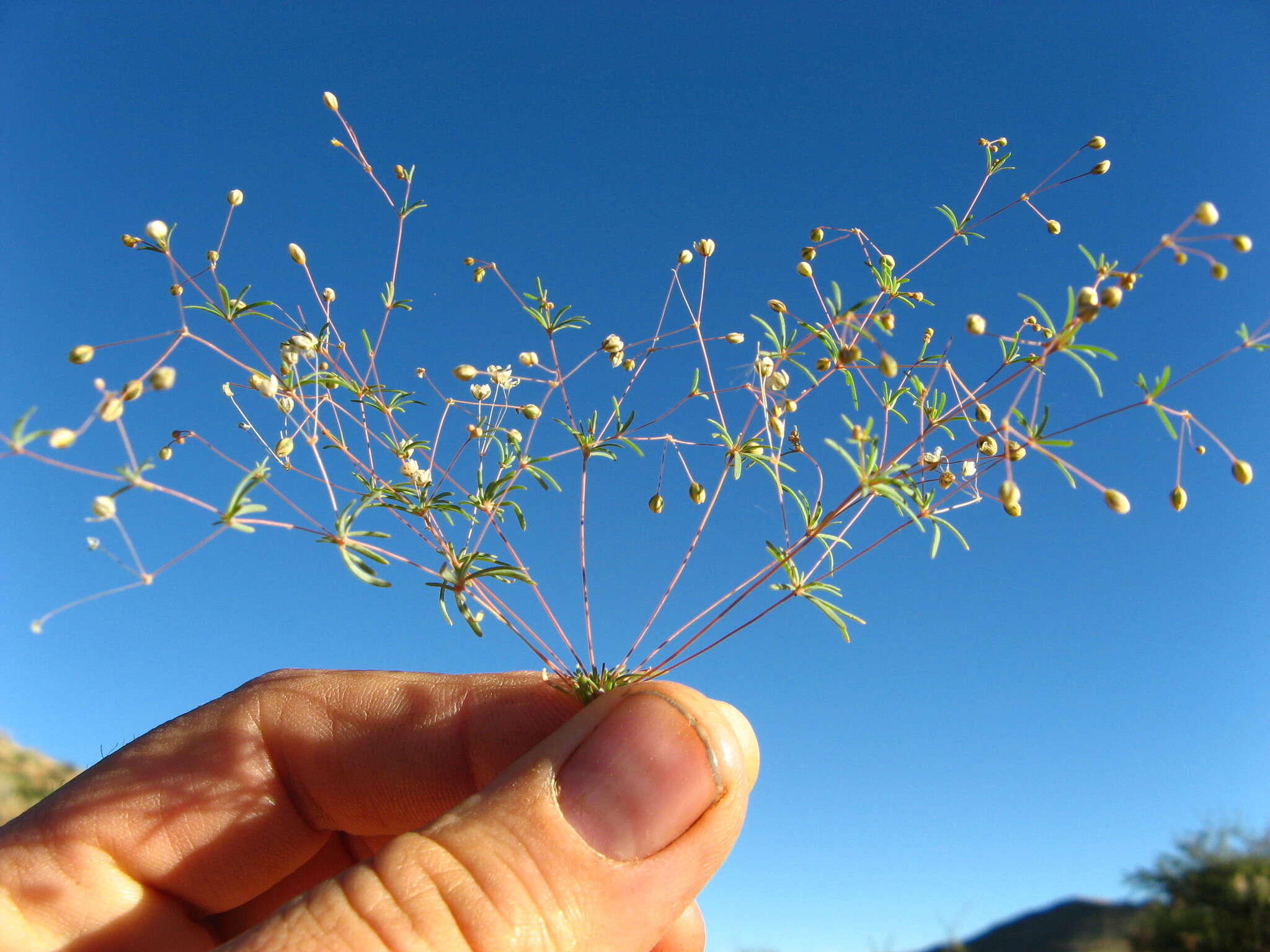 Image of Thread-Stem Carpetweed