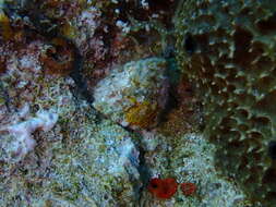 Image of West Indian starsnail