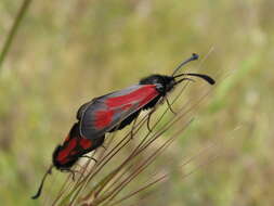 Image of Zygaena punctum Ochsenheimer 1808