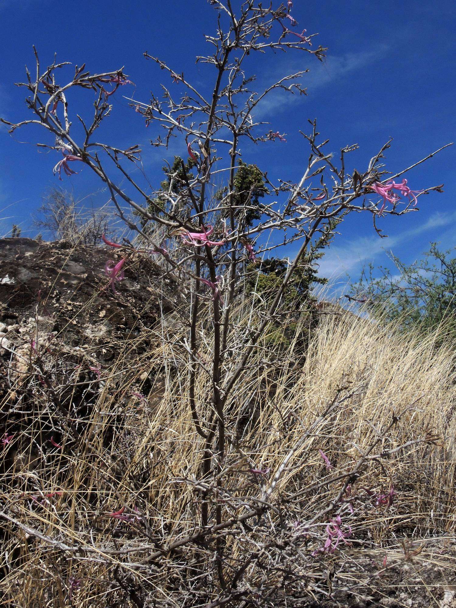 Anisacanthus puberulus (Torr.) J. Henrickson & E. J. Lott resmi