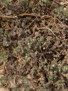 Image of Tiquilia paronychioides (Phil.) A. Richardson