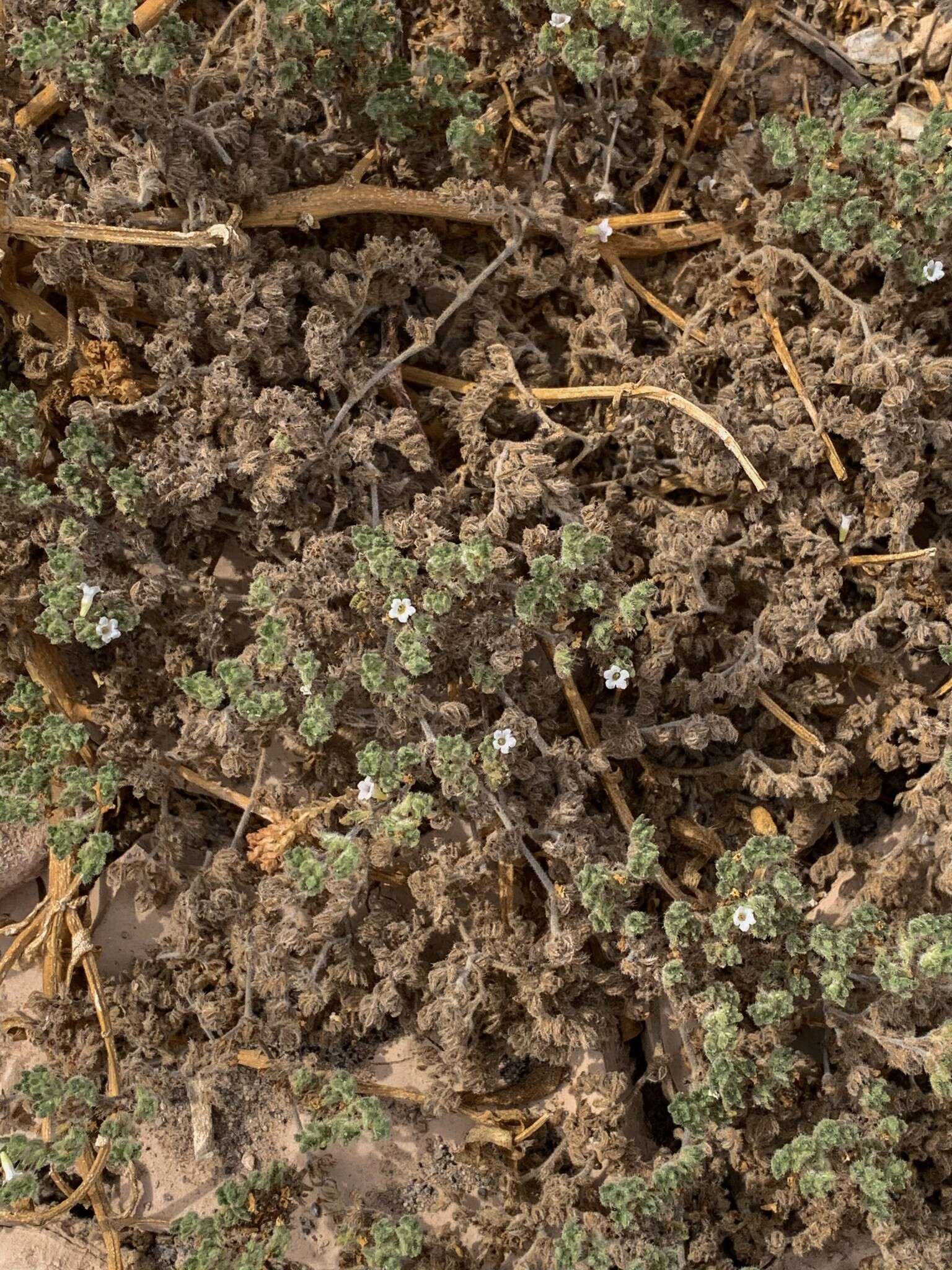 Image of Tiquilia paronychioides (Phil.) A. Richardson