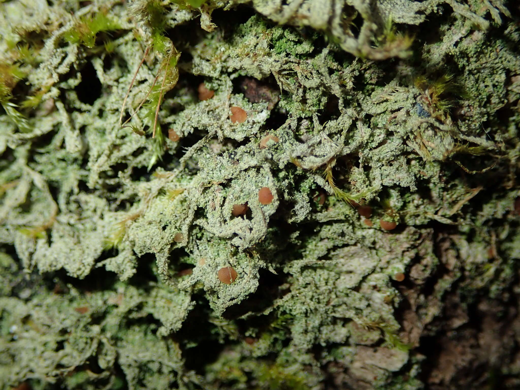 Image of dotted lichen