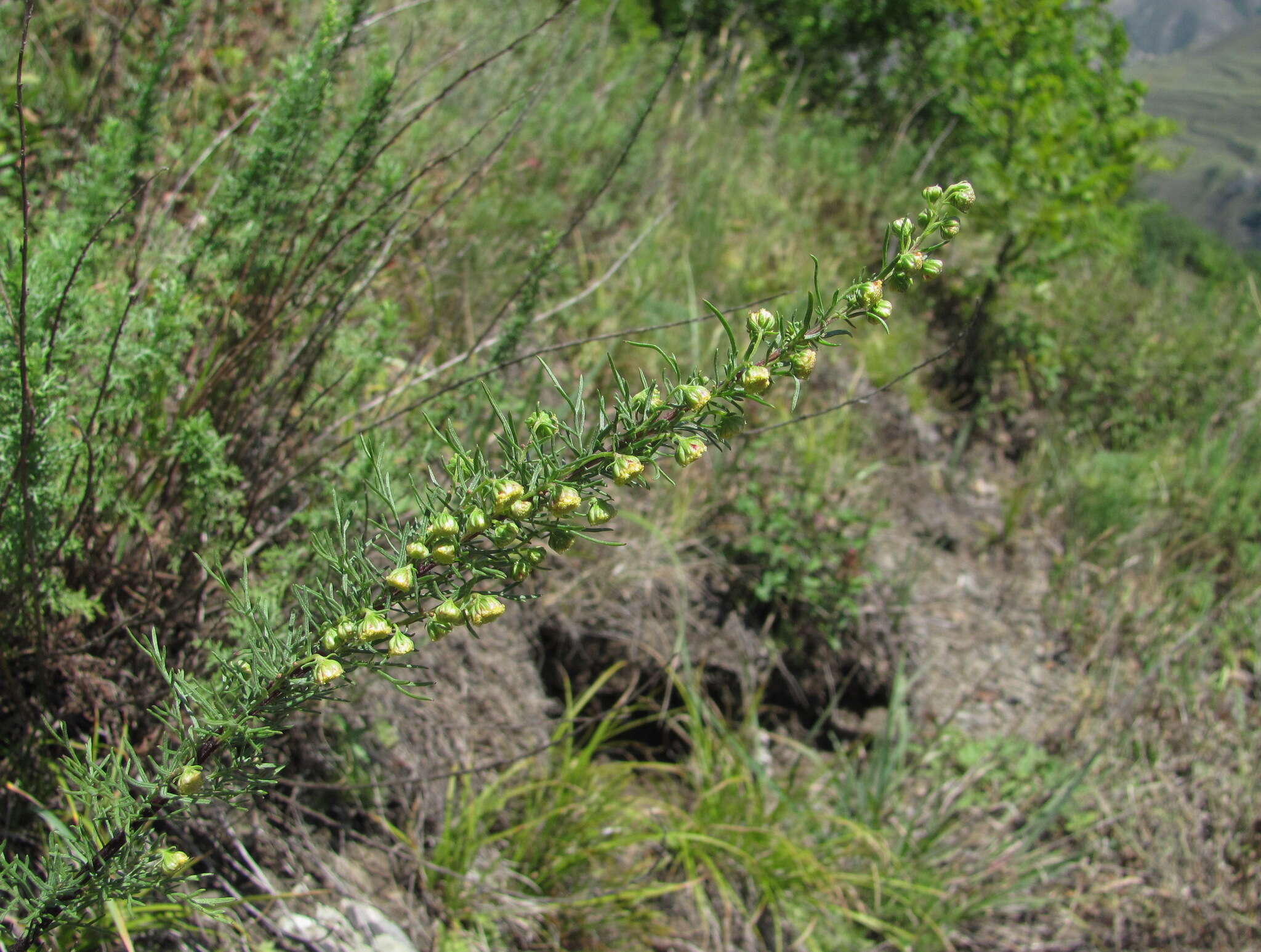 صورة Artemisia chamaemelifolia Vill.