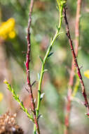 Image of Athanasia juncea (DC.) D. Dietr.