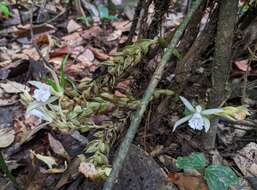 صورة <i>Palmorchis pubescens</i>