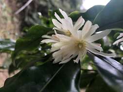 Слика од Illicium anisatum L.