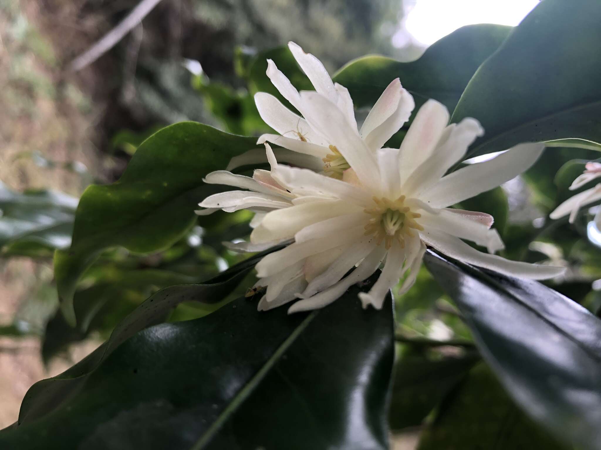 Слика од Illicium anisatum L.