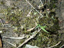 Image of Asterella drummondii (Taylor) R. M. Schust. ex D. G. Long