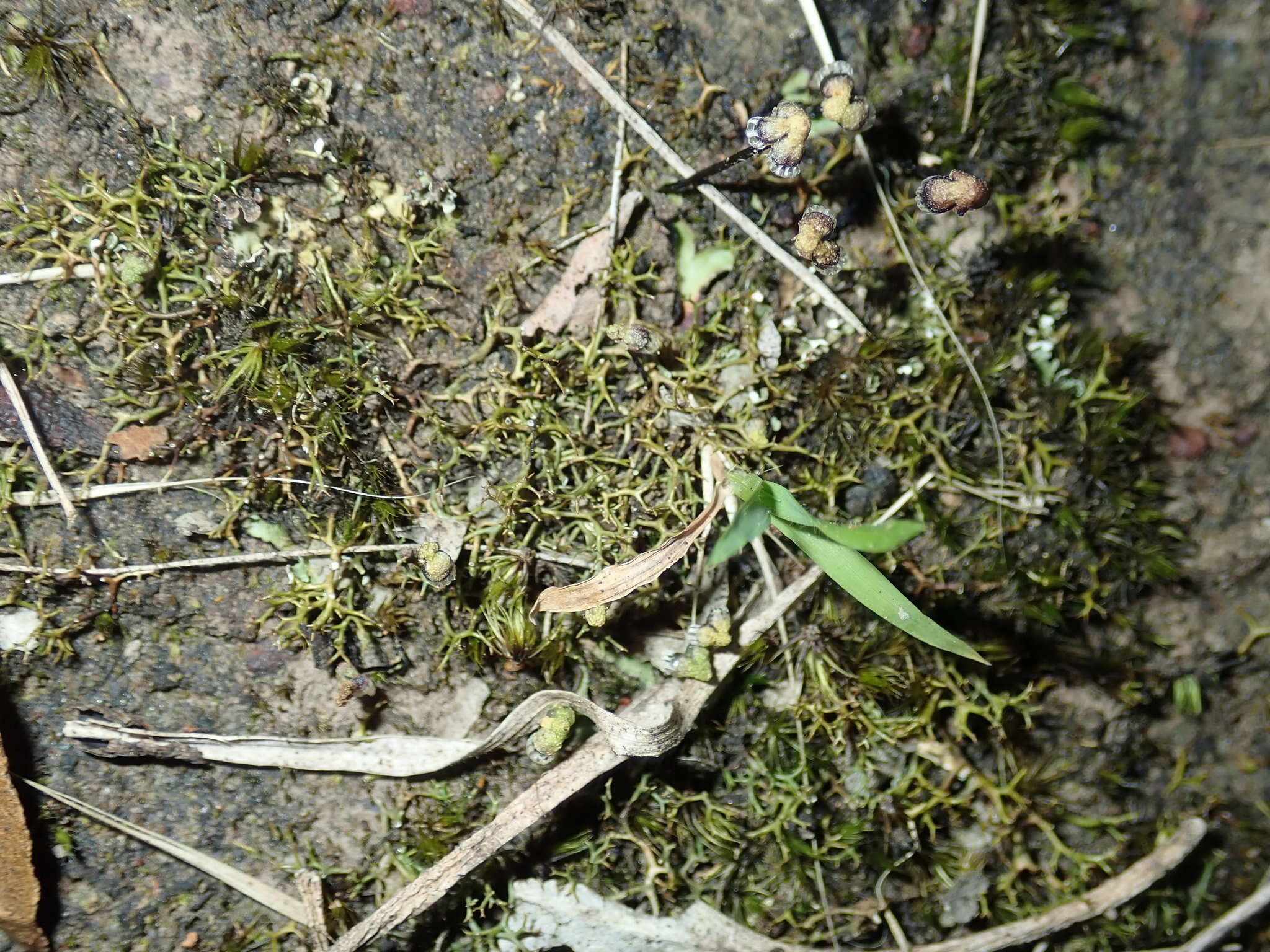 Image of Asterella drummondii (Taylor) R. M. Schust. ex D. G. Long