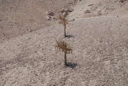 Image of Browningia candelaris (Meyen) Britton & Rose