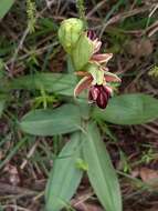 Image of Ophrys mammosa subsp. mouterdeana B. Baumann & H. Baumann