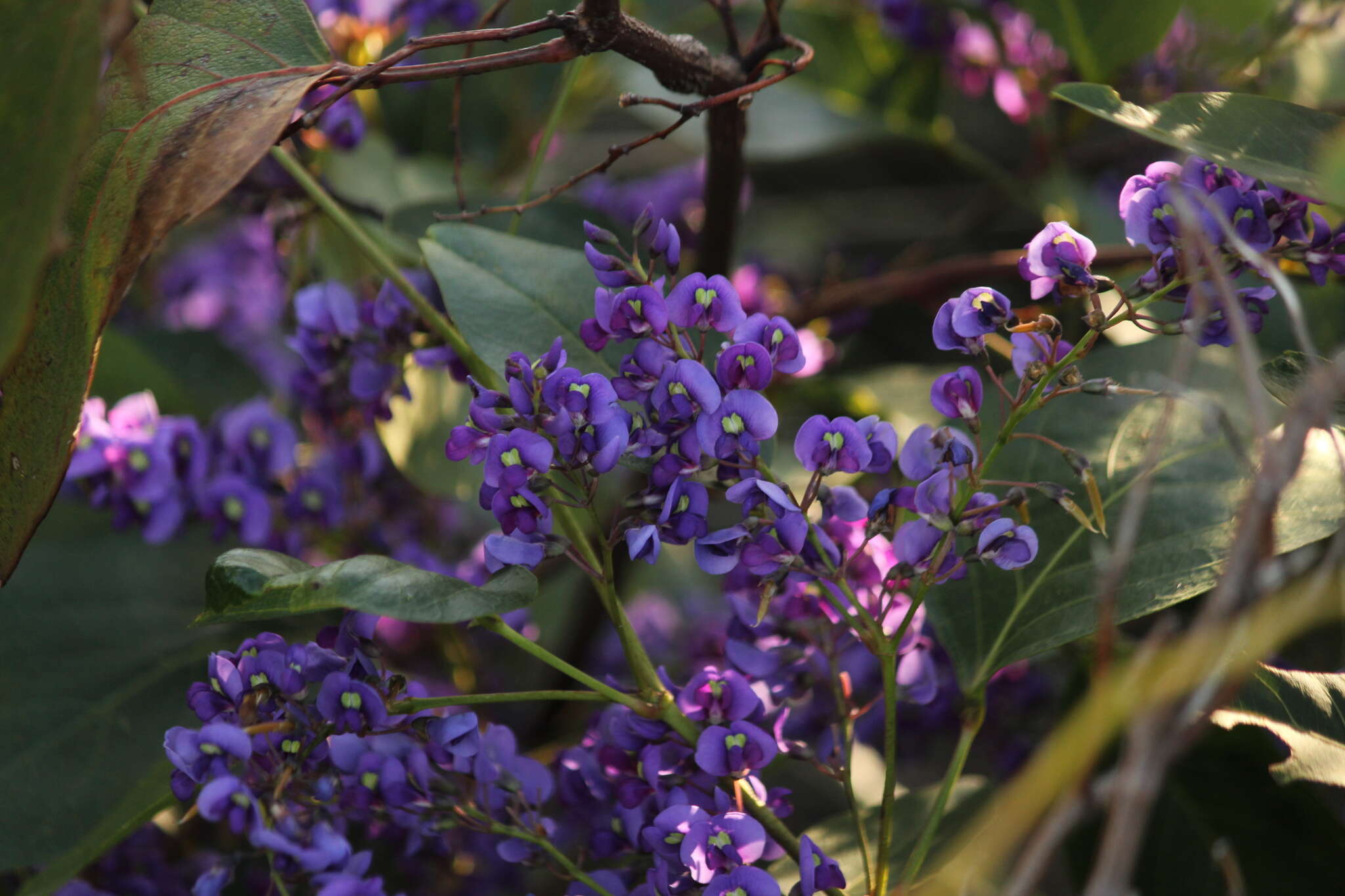 Hardenbergia violacea (Schneev.) Stearn resmi