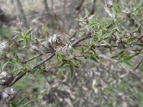 Image of Leptospermum arachnoides Gaertner