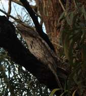 Image of Tawny Frogmouth