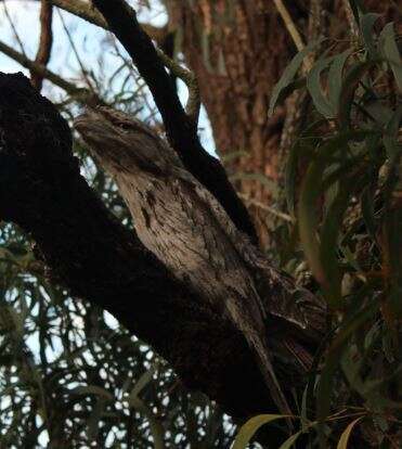 Image of Tawny Frogmouth