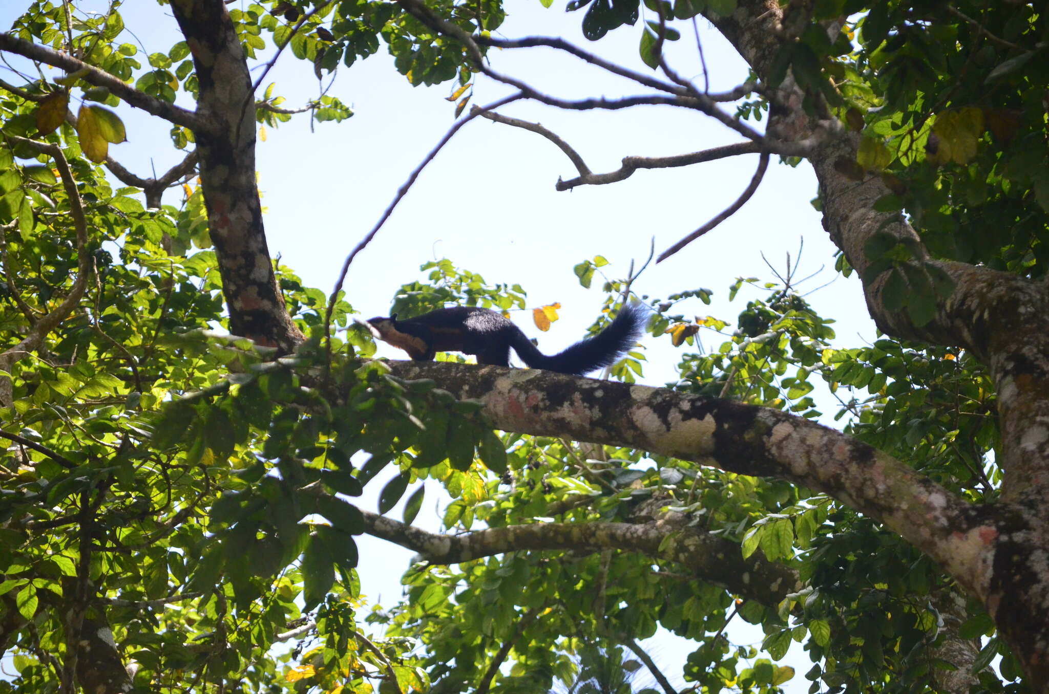 Image of Black Giant Squirrel