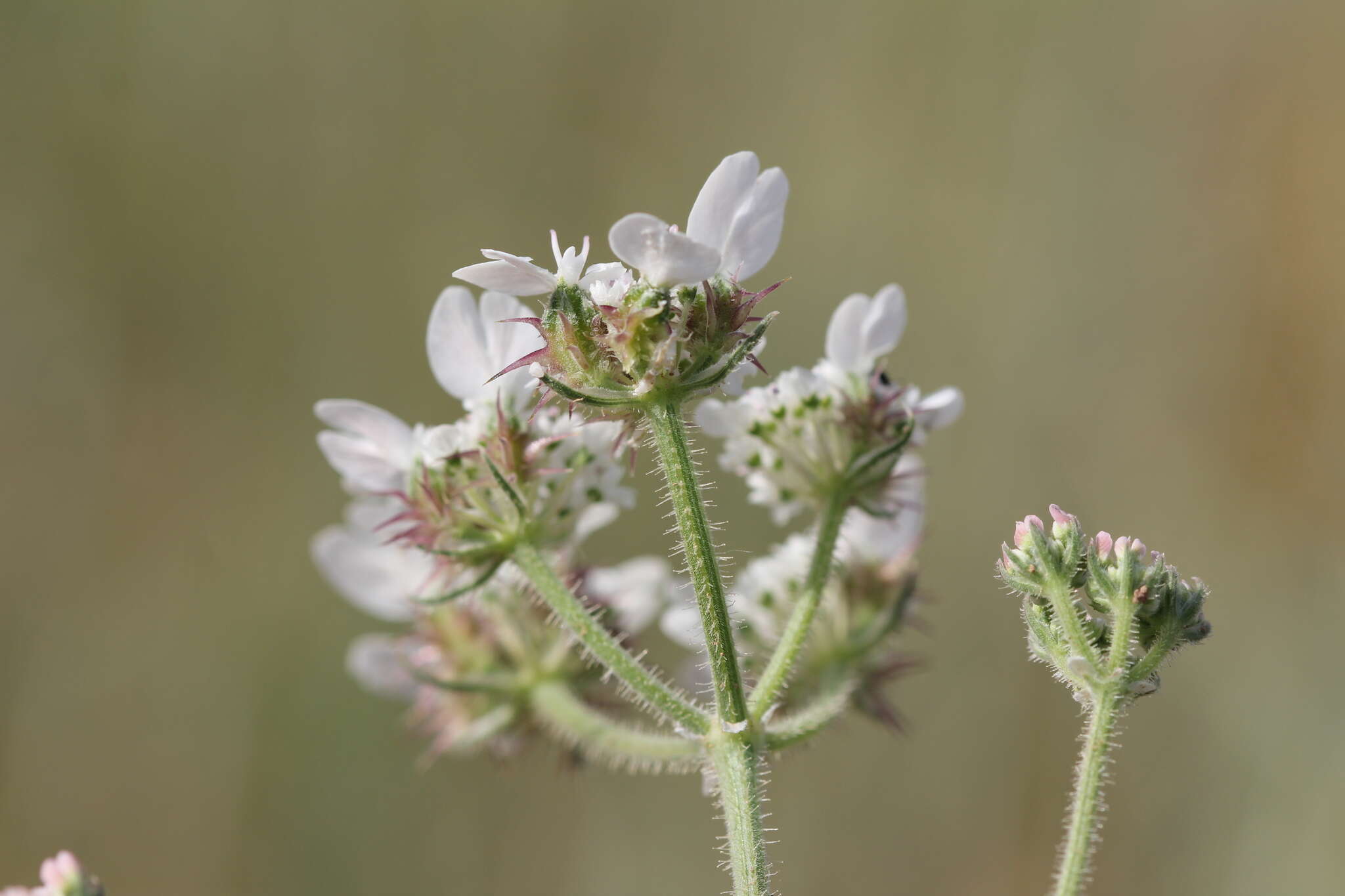 Image of Lisaea strigosa (Banks & Sol.) Eig