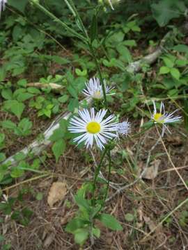 Image of eastern daisy fleabane