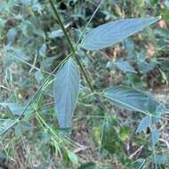 صورة Dicliptera paniculata (Forssk.) I. Darbysh.