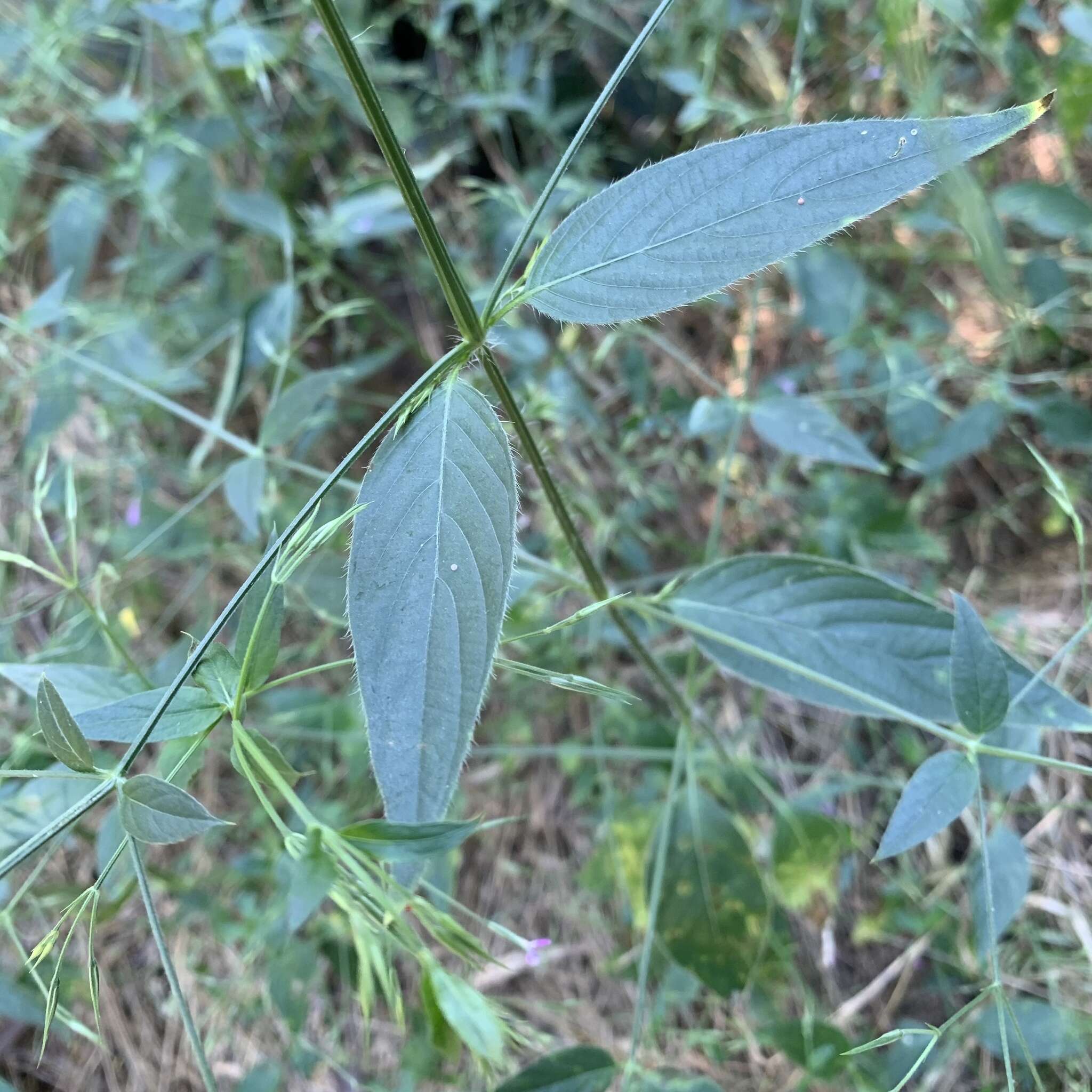 صورة Dicliptera paniculata (Forssk.) I. Darbysh.