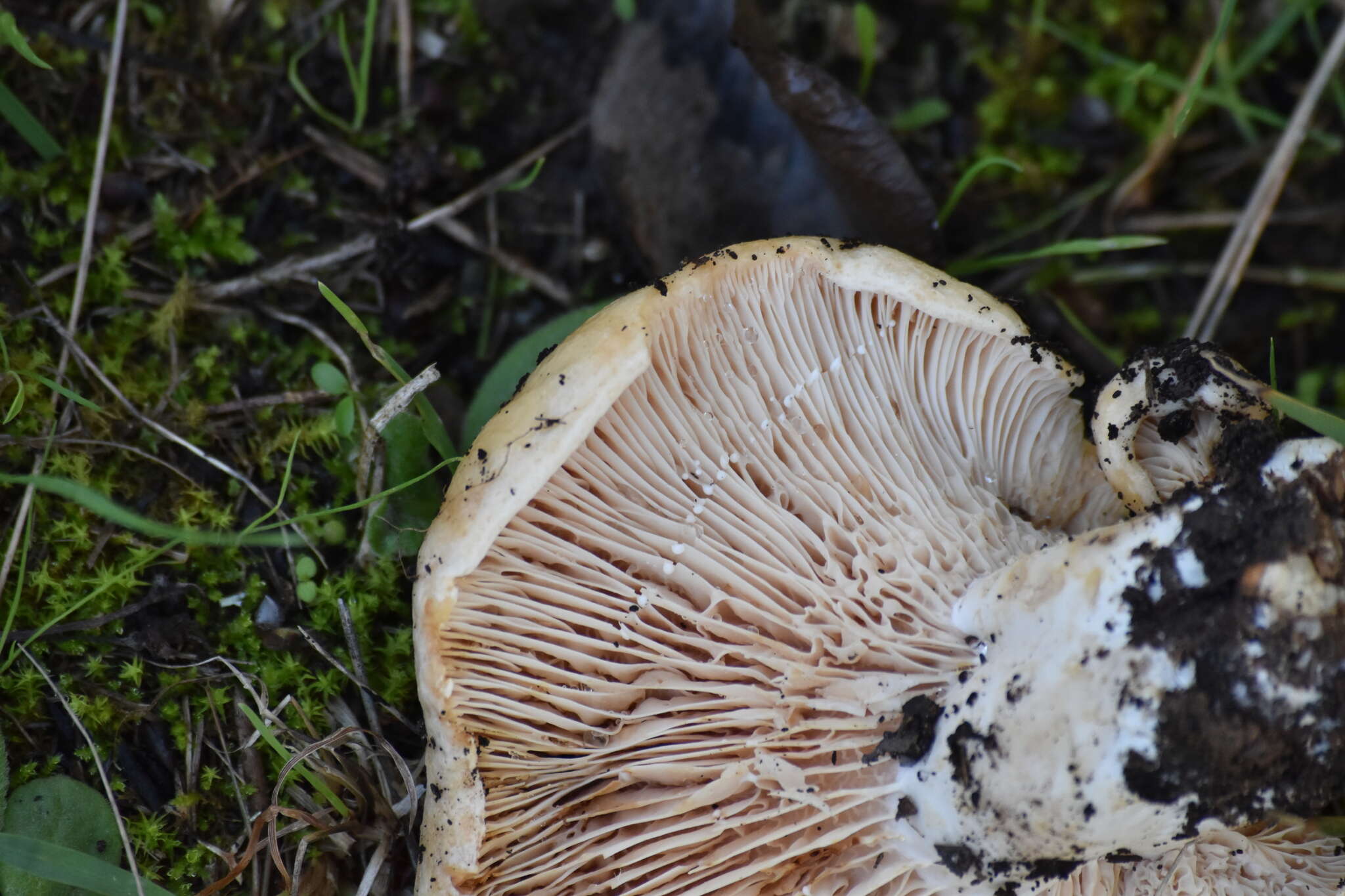 صورة Lactarius acerrimus Britzelm. 1893