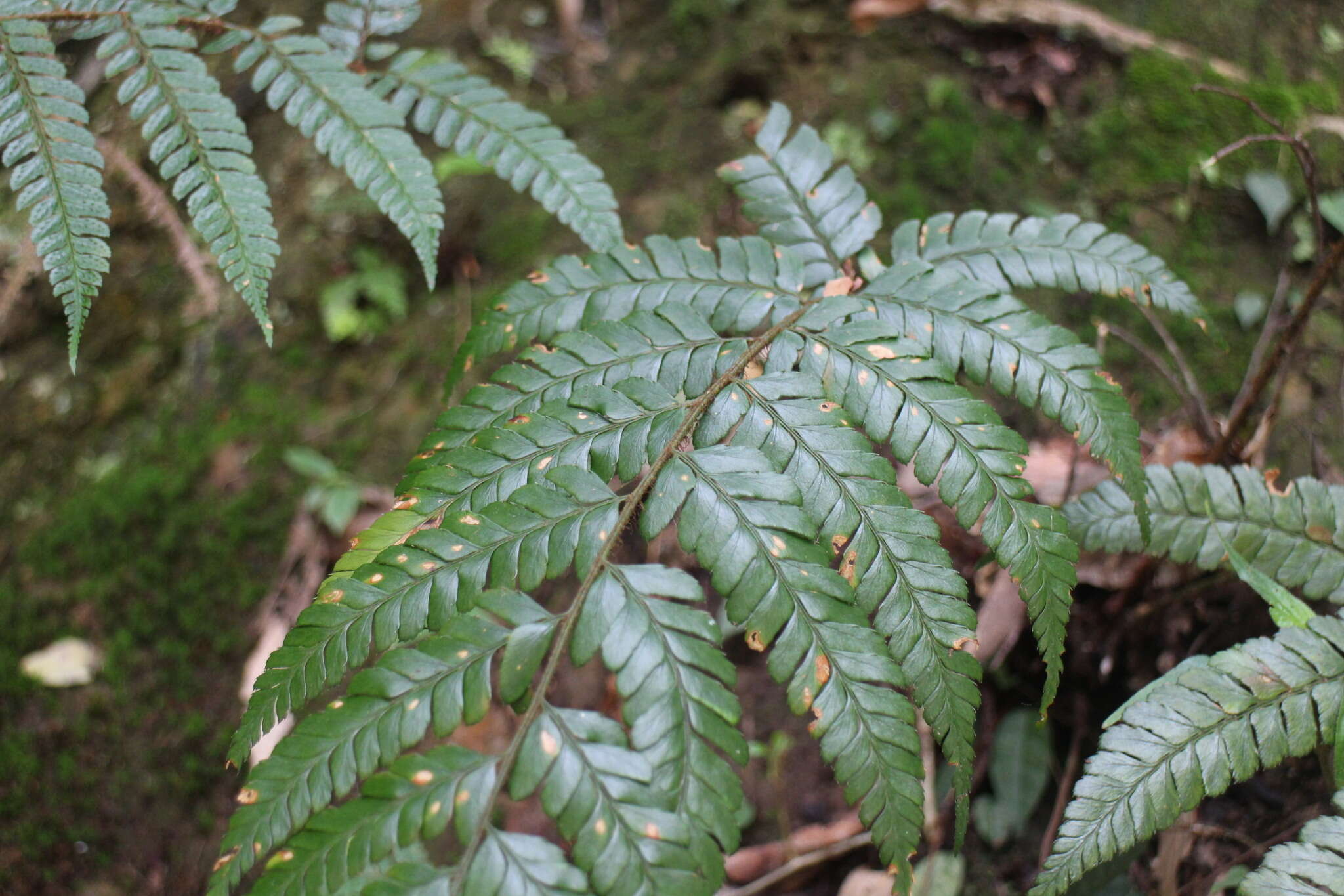 Image de Polystichum biaristatum (Bl.) Moore