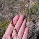 Image of Wright's Muhly