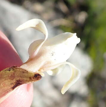 Image de Satyrium stenopetalum subsp. stenopetalum