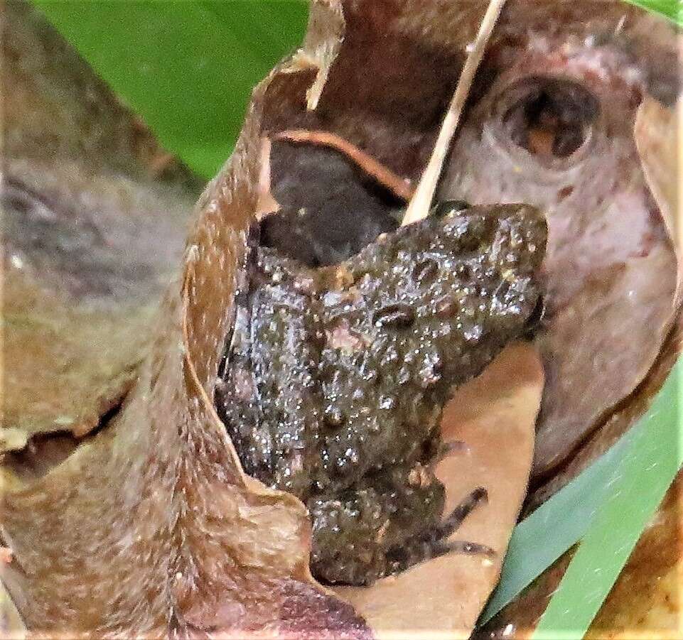 Image of Mababe river frog