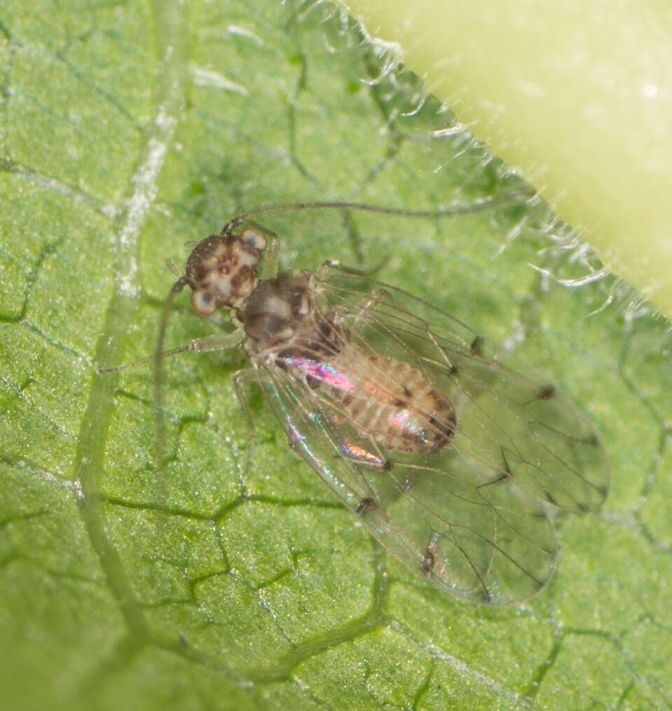 Image of Bark lice