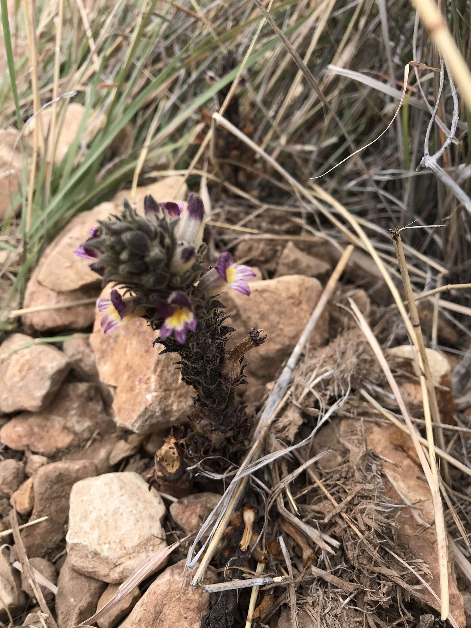 Image of Aphyllon cooperi subsp. palmeri (Munz) A. C. Schneid.