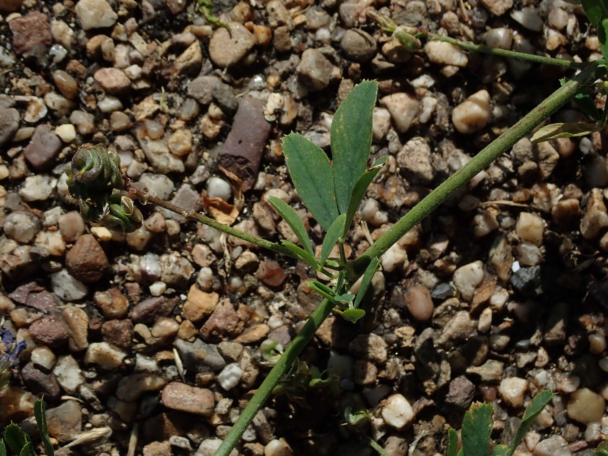 Sivun Medicago sativa subsp. sativa kuva