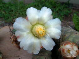 Image of Tephrocactus articulatus (Otto) Backeb.