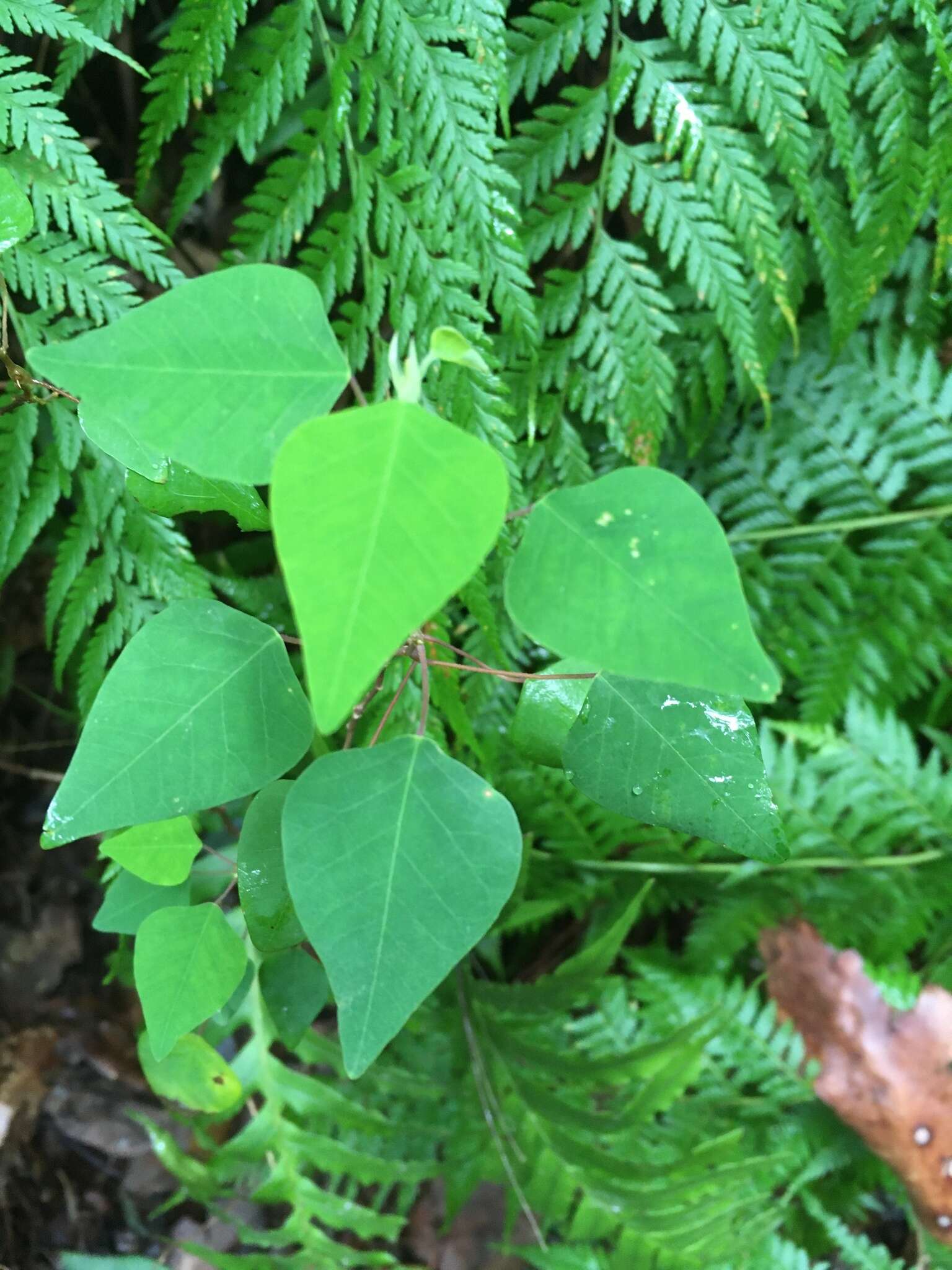 Image of Homalanthus stillingifolius F. Muell.