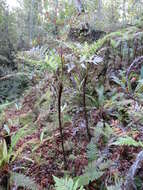 Image of Diploblechnum fraseri (A. Cunn.) De Vol