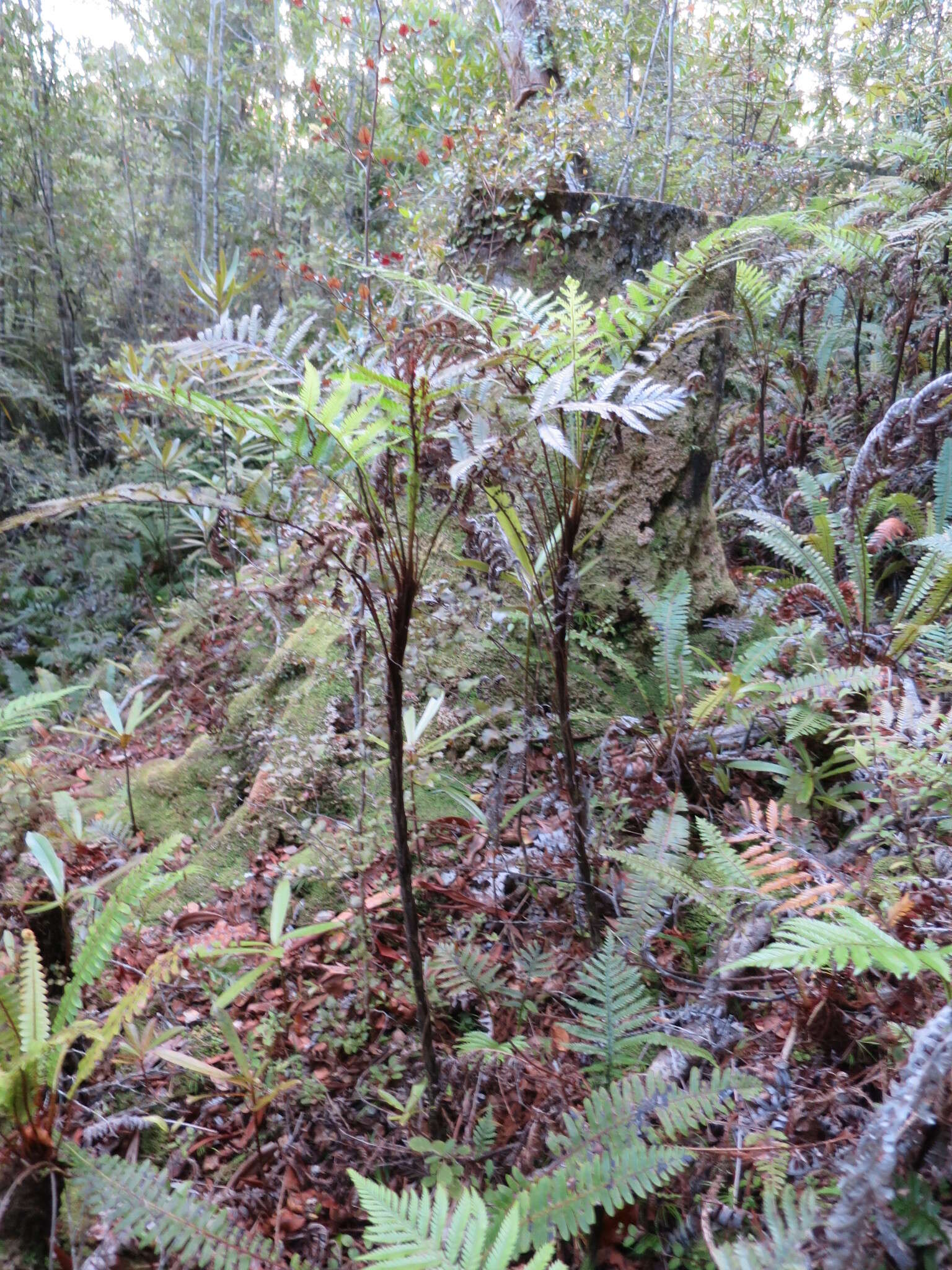 Image of Diploblechnum fraseri (A. Cunn.) De Vol