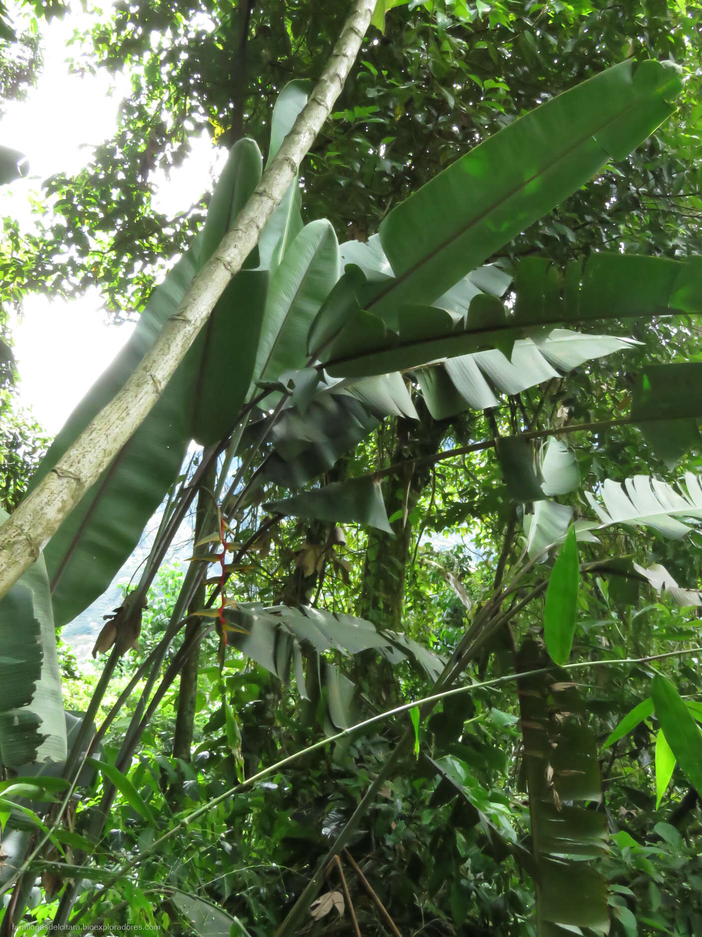 Image of Heliconia griggsiana L. B. Sm.