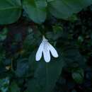 Image de Justicia tubulosa subsp. lateovata (C. B. Cl.) J. C. Manning & Goldblatt